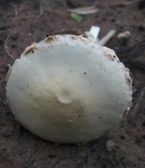 Agrocybe molesta