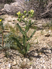 Emmenanthe penduliflora penduliflora