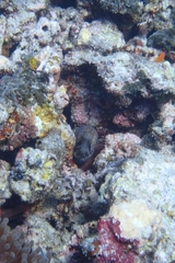 Gymnothorax breedeni