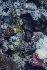 Gymnothorax breedeni