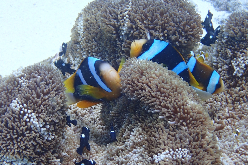 Allard's anemonefish (Amphiprion allardi) — Pomacentridae
