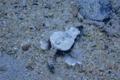 Eurypegasus draconis