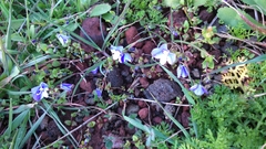 Veronica syriaca