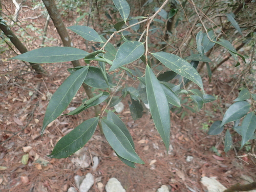 Symplocos sonoharae (Symplocos sonoharae)