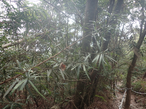 Image of Podocarpus fasciculus by (c) 呂一起(Lu i-chi), some rights reserved (CC BY)