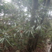 Podocarpus fasciculus - Photo (c) 呂一起(Lu i-chi), algunos derechos reservados (CC BY), subido por 呂一起(Lu i-chi)