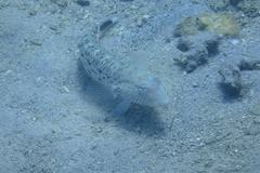 Parapercis hexophtalma