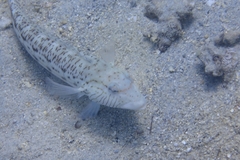 Parapercis hexophtalma