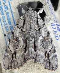 Catocala retecta