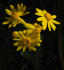 Senecio vernalis