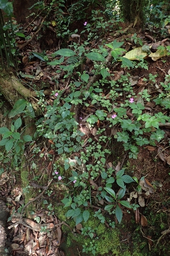 Impatiens pseudoviola image