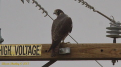 Falco peregrinus anatum