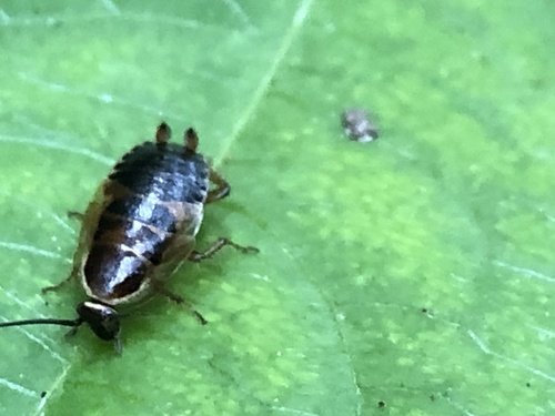 Forest Cockroach, Lage Vuursche, Utrecht, NL, photo 5 of 10