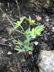 Euphorbia striata
