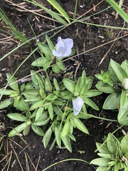 Craterocapsa tarsodes