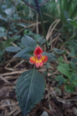 Impatiens kilimanjari image