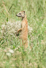 Cynictis penicillata penicillata