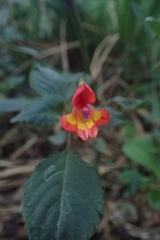 Impatiens kilimanjari image