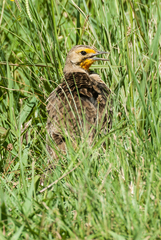 Macronyx capensis colletti