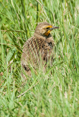 Macronyx capensis colletti