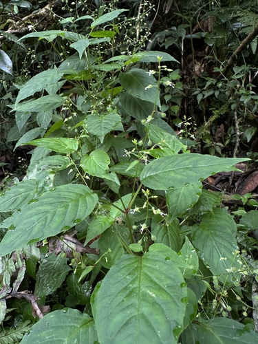 Circaea erubescens iNat (3)