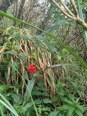 Ardisia crispa