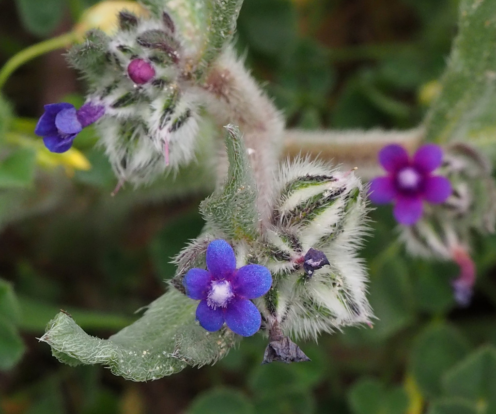 Massed Alkanet