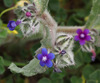 Massed Alkanet - Photo (c) Ron Frumkin, some rights reserved (CC BY-NC), uploaded by Ron Frumkin