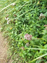 Eupatorium shimadae
