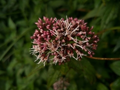 Eupatorium shimadae