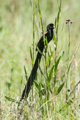 Euplectes progne progne