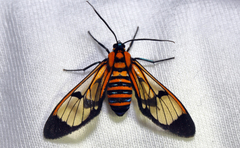 Gymnelia ethodaea