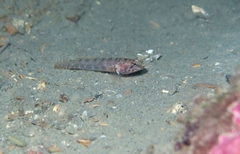 Kolombatovic's Goby photo 2