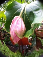 Medinilla magnifica
