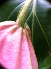 Medinilla magnifica