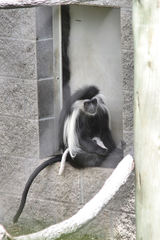 Colobus angolensis