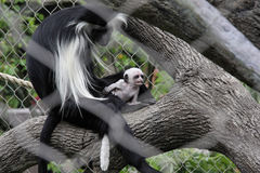 Colobus angolensis