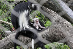 Colobus angolensis