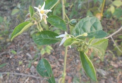 Solanum lanceifolium