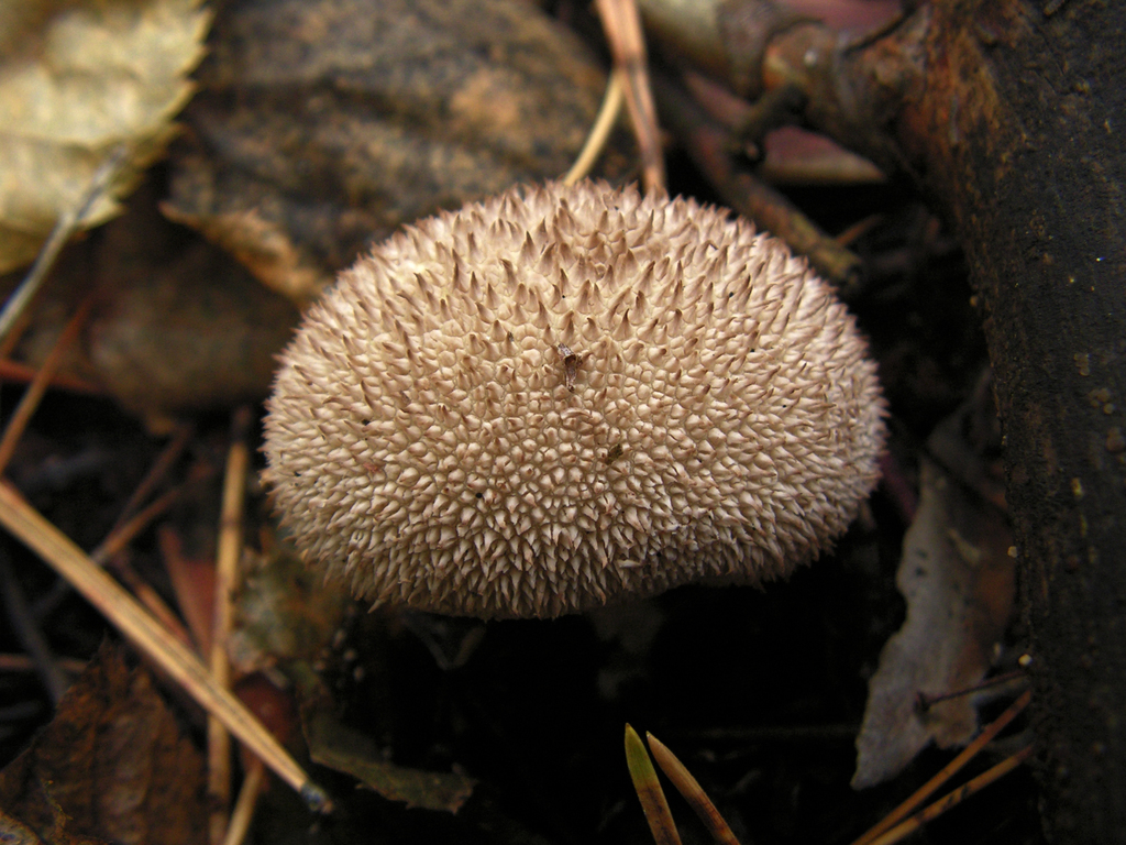 Lycoperdon caudatum