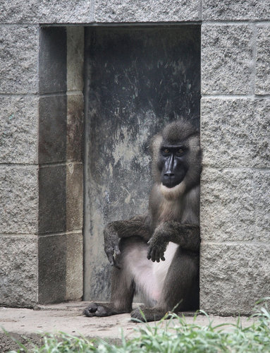 Mandrillus leucophaeus