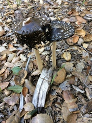 Coprinus calyptratus