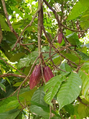 cacao tree