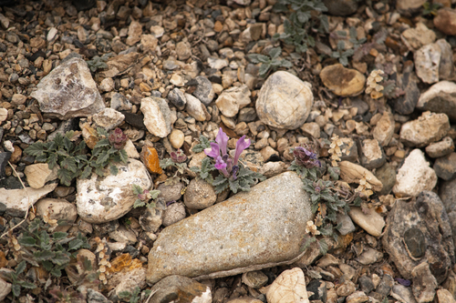 Scutellaria grandiflora, photograph 3