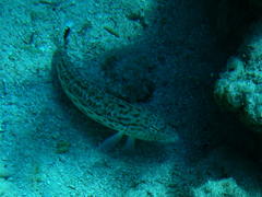 Parapercis hexophtalma