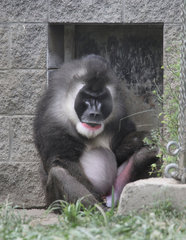 Mandrillus leucophaeus