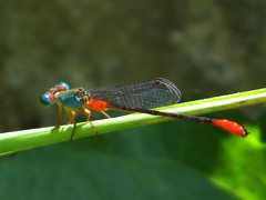 Ceriagrion cerinorubellum