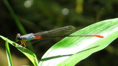Ceriagrion cerinorubellum