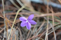 Pseuderanthemum praecox