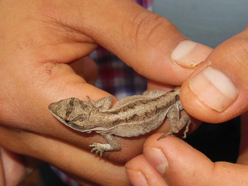 Chiapas Ornate Anole
